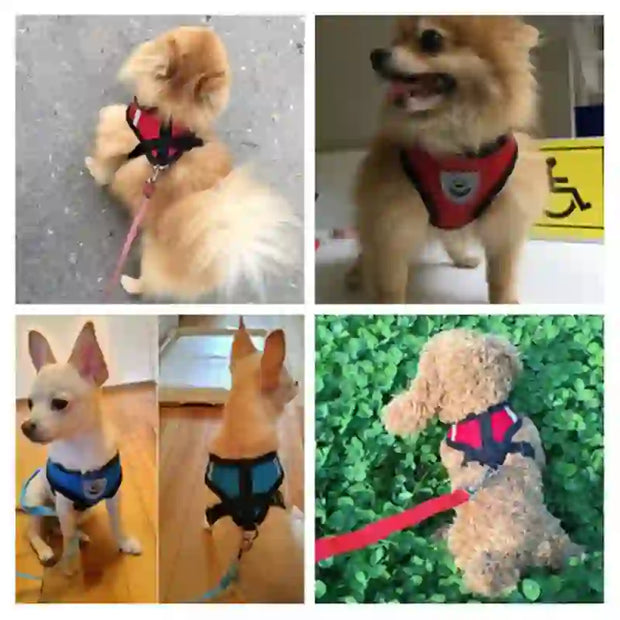 medium pet accessories company
