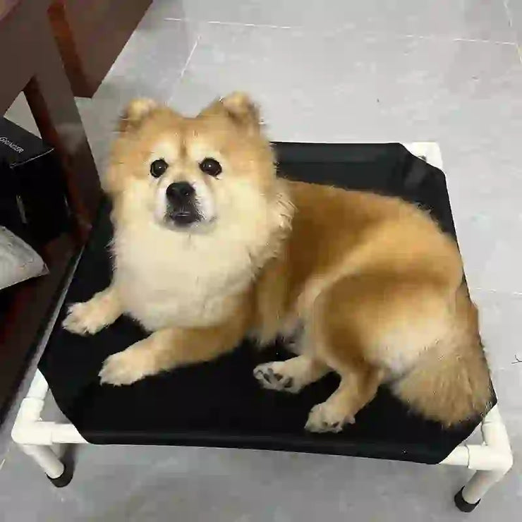 portable elevated pet camping bed and mattress