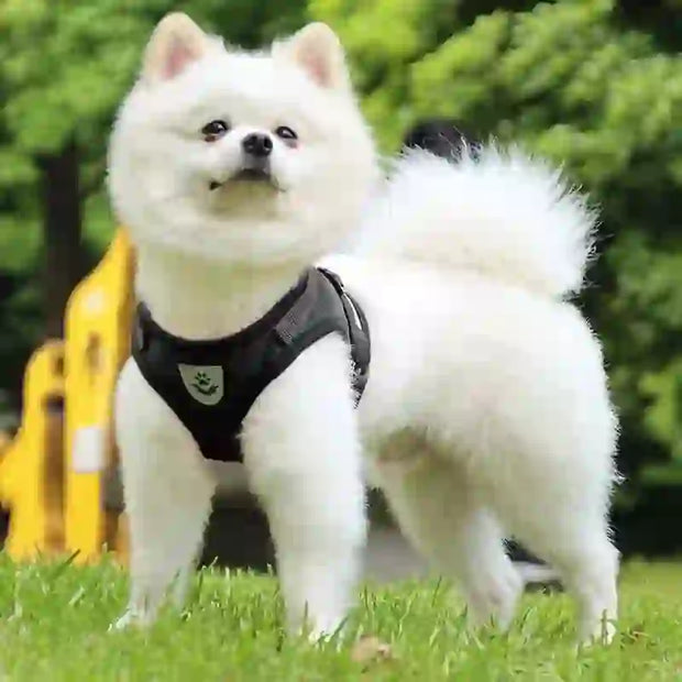 adjustable mesh dog harness & leash medium
